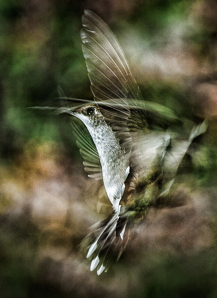 Fast Humming Bird, photograph by Robert Hale