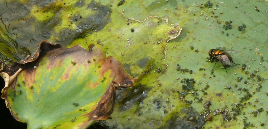 The Fly, photograph by John Sharkey