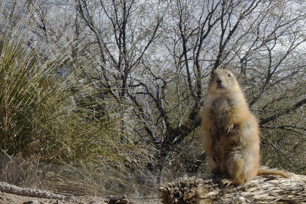 Hello There, photograph by Carolyn Todd