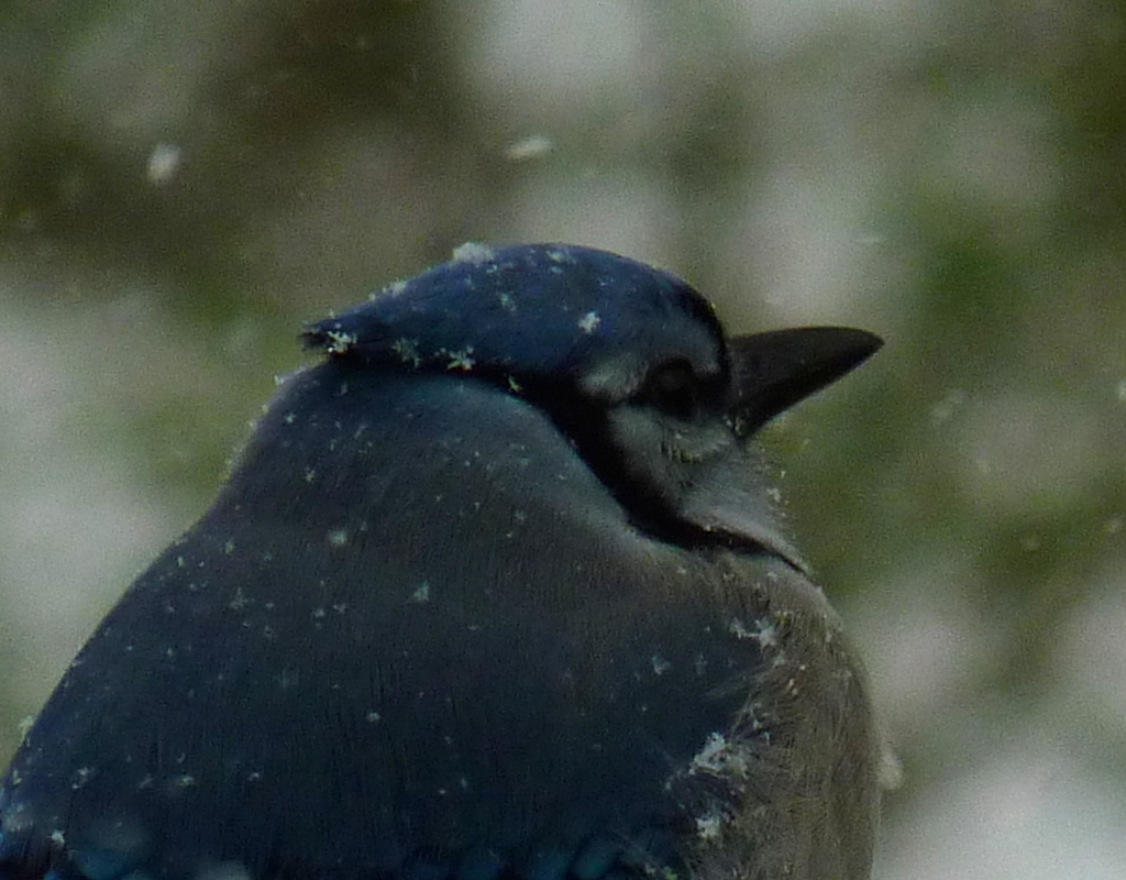 Blue Jay White Flakes, photograph by Sami Sharkey