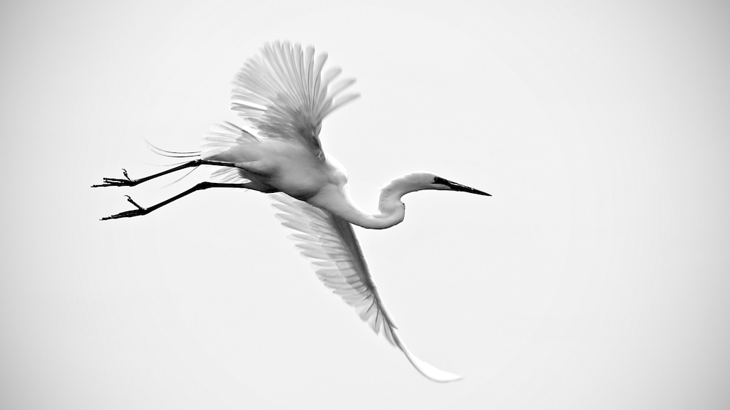 A Great Egret: Jim, photograph by Jim Valent