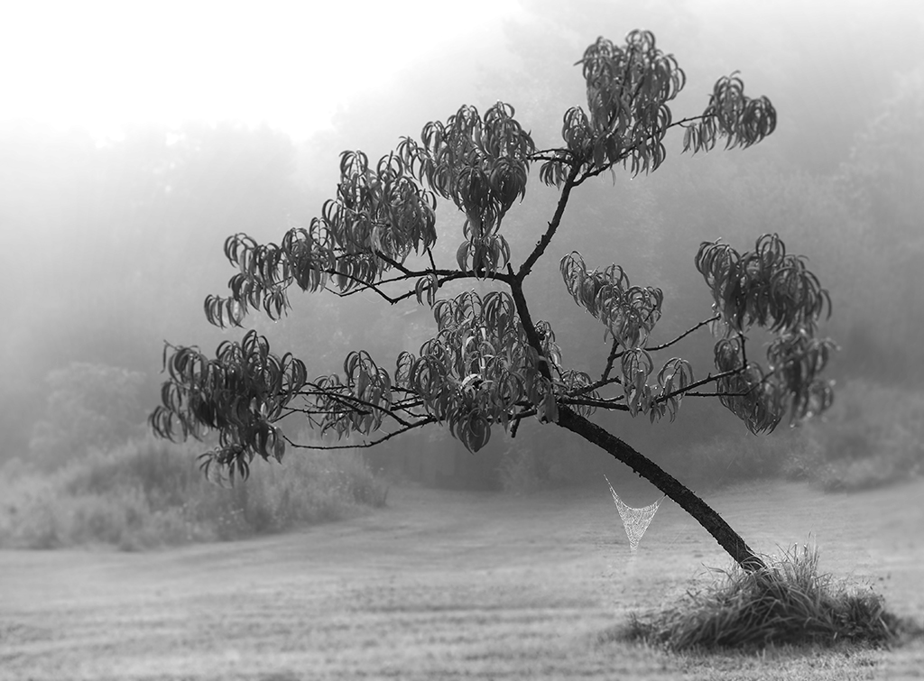 Spiderweb, photograph by Robert Hale