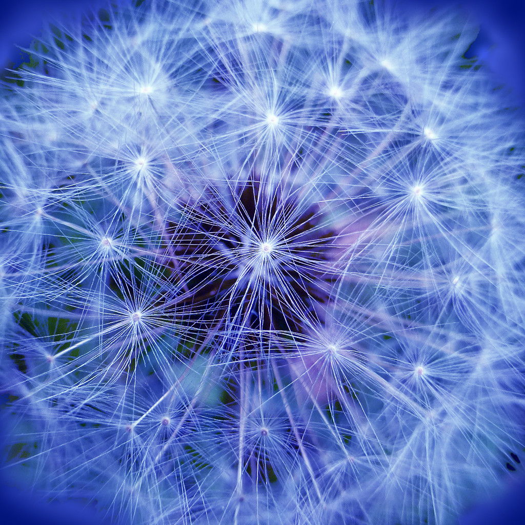 Blue Dandelion, photograph by Pat Dolan