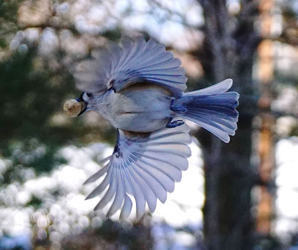 Art in Flight, photograph by David Wycoff