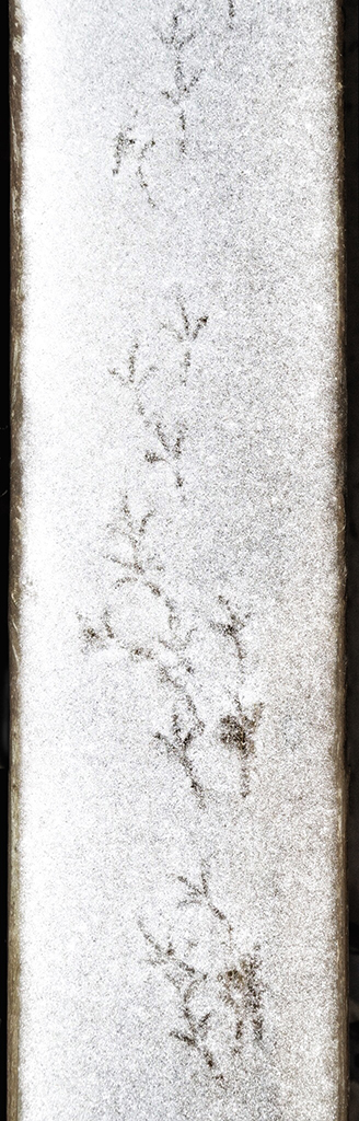 Bird Seed Road, photograph by Patti Worden