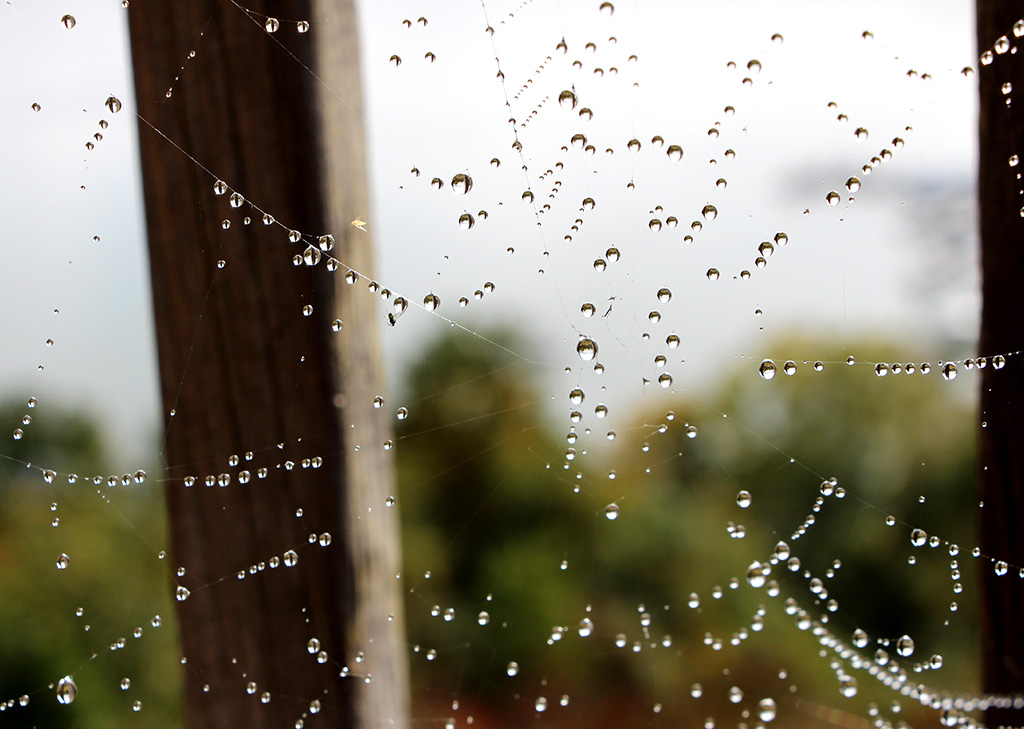 Spiderweb, photograph by Emma Betz
