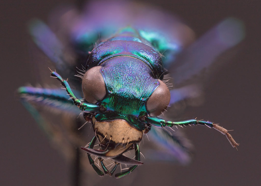 Tiger Beetle, photograph by Lou Saporito