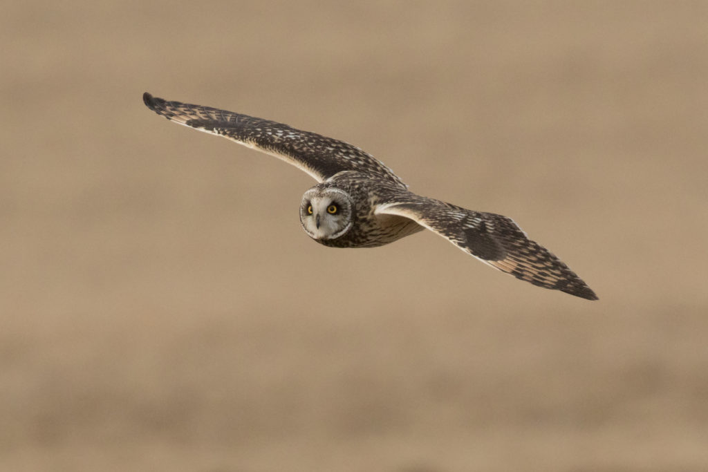 Short Eared Owl, photograph by Lou Saporito