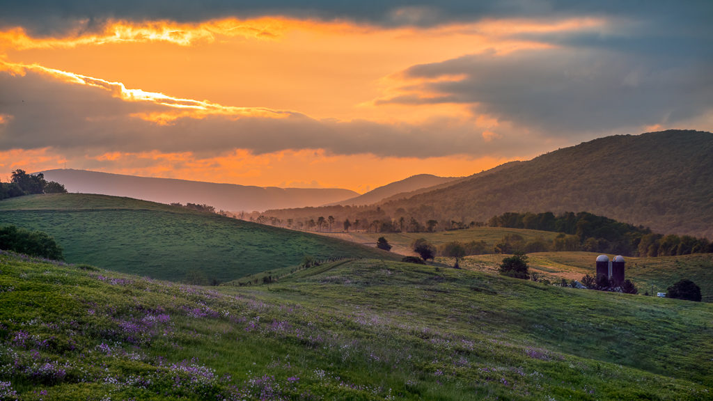 Sunrise and Dame’s Rocket2, photograph by David Whiteman