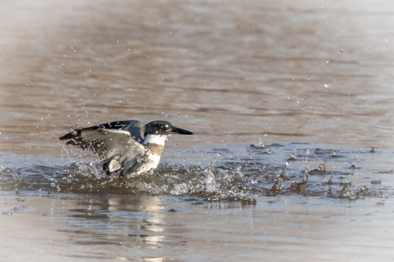 Kingfisher, photograph by Bruce Cai