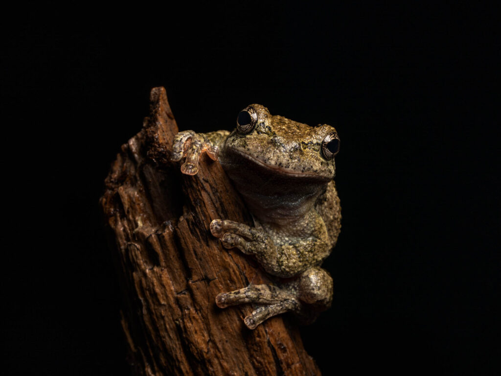 Theme Flash – David Whiteman. Grey Tree Frog, photograph by David Whiteman