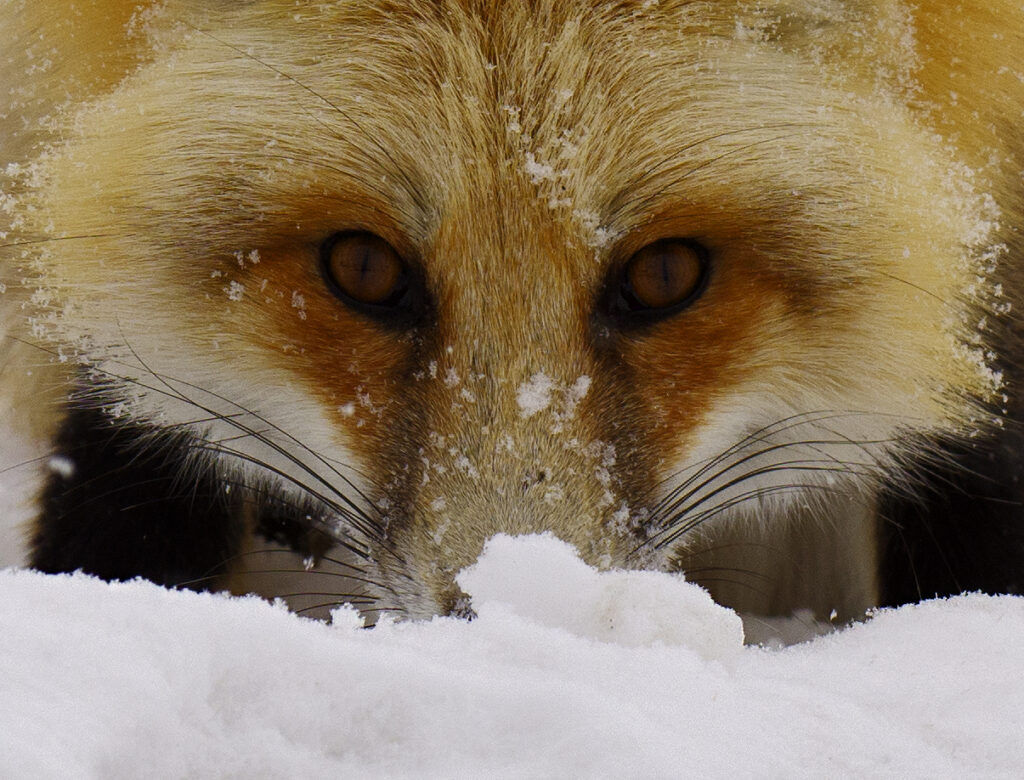 The Eyes Have It, photograph by Bill Sisson