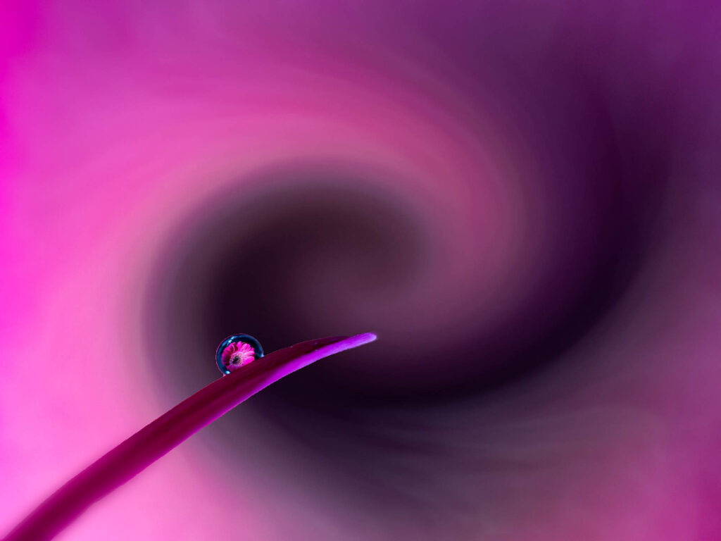Flower Drop, photograph by David Whiteman