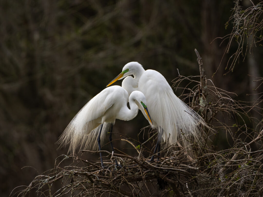 Love Birds, photograph by David Whiteman