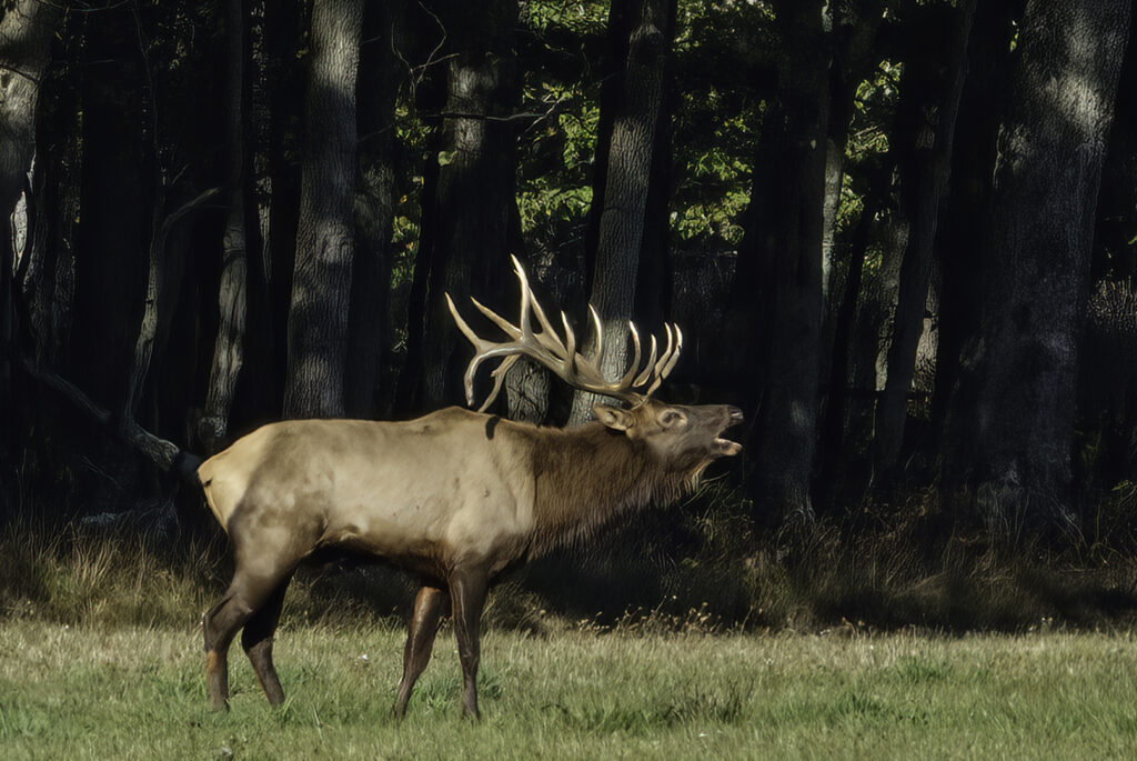 Benezette Elk Bugling, photograph by Carolyn Todd-Larson