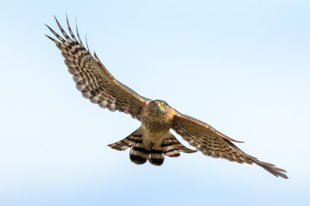 In Focus – Sharp Shinned Hawk, photograph by Lou Saporito