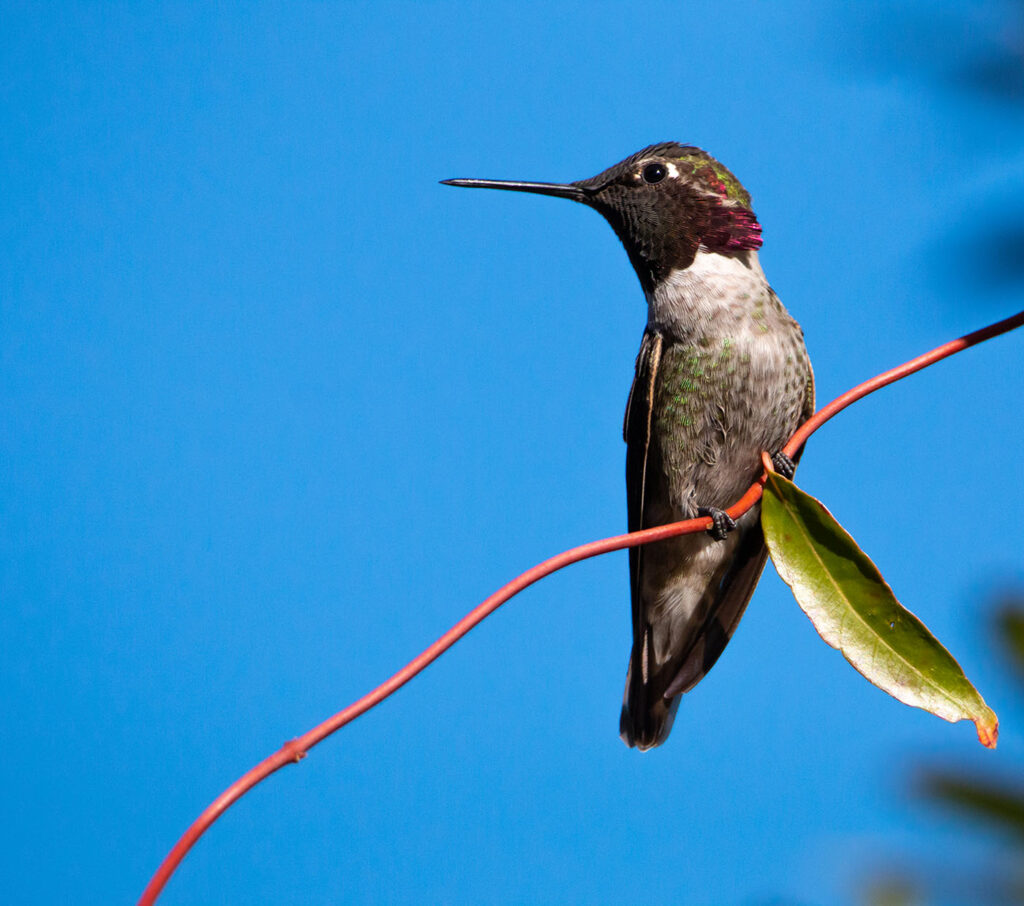 Hummingbird by Kelly Russo-Petrick