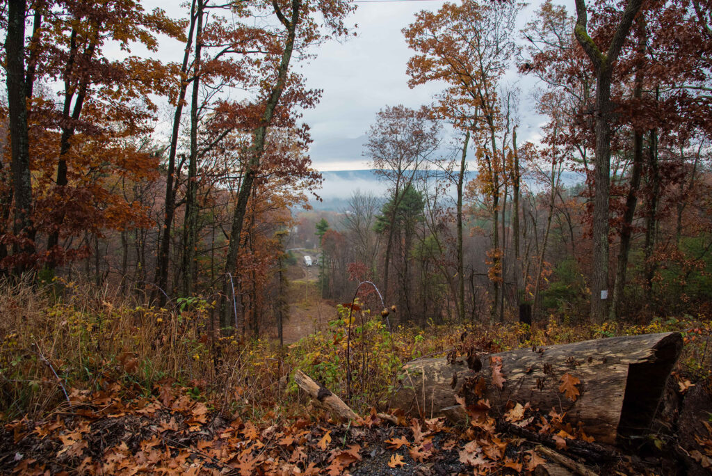 Autumn woods, photograph by Cynthia Ayoub Harris