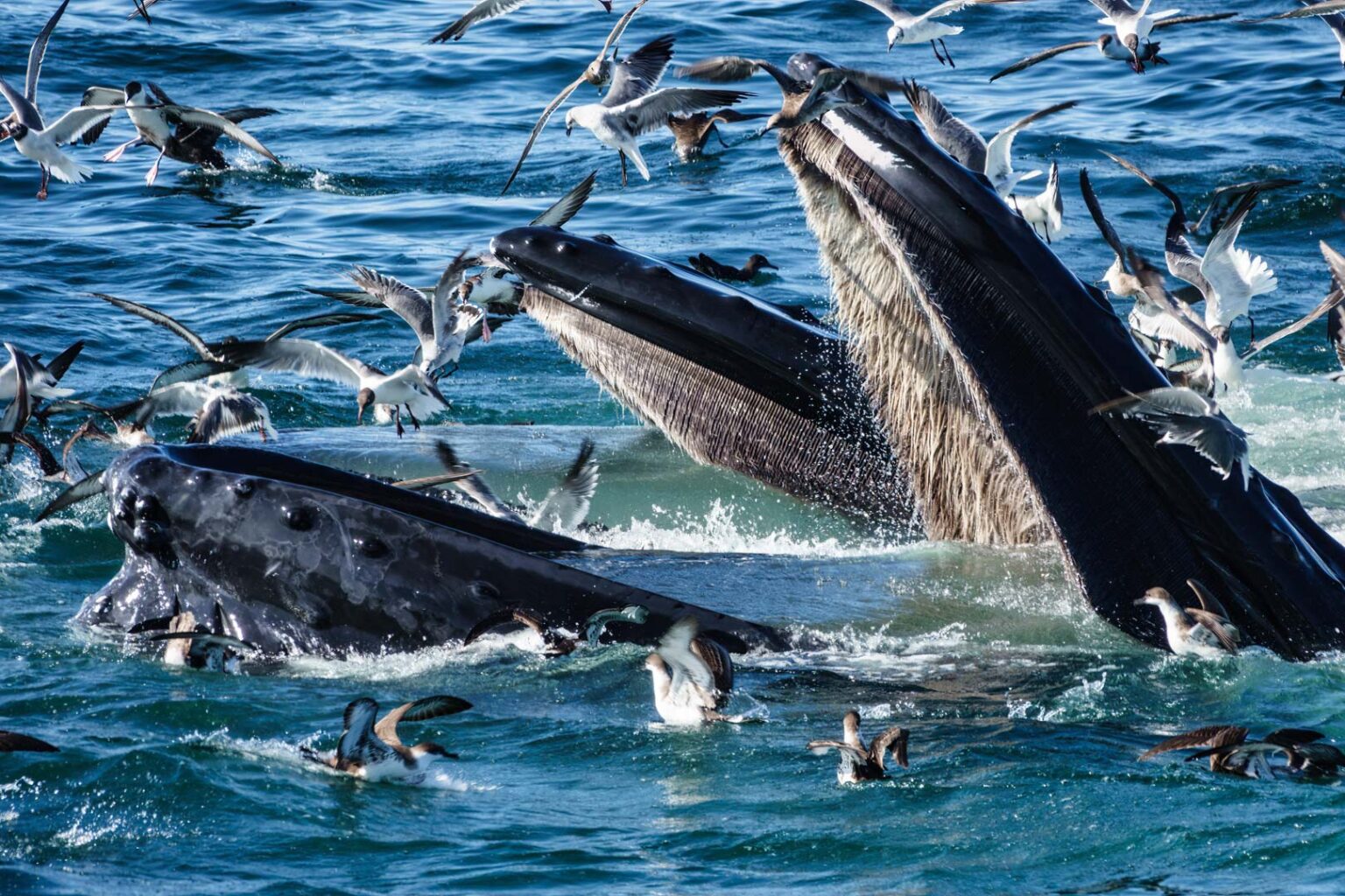 Humpbacks Feeding, photograph by Carolyn Todd-Larson