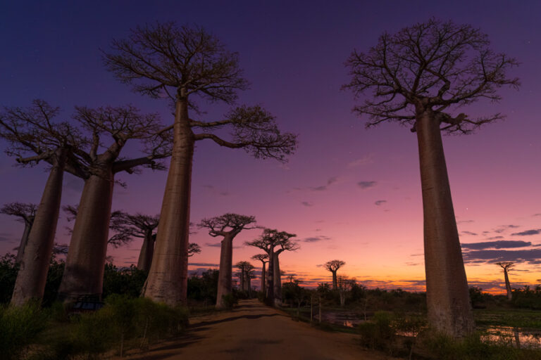 Open, April 2024 – first place: Chris Creager, “Baobab Avenue”