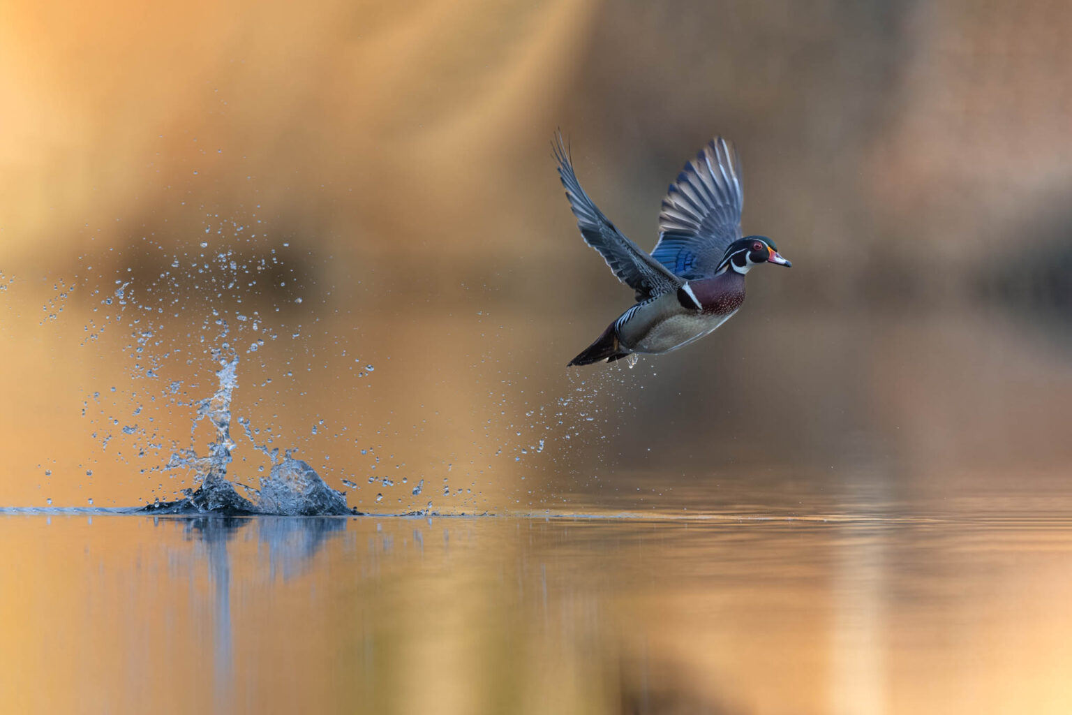 Wood Duck Take-Off, photograph by David Whiteman