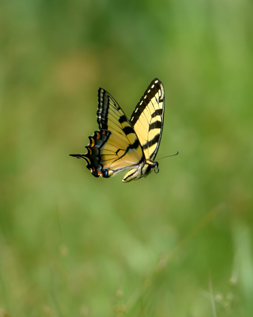 Eastern Tiger Swallowtail Butterfly, photograph by Scott Pilutik