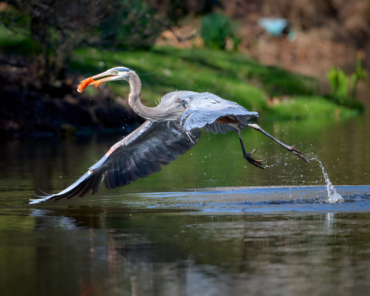 Great Blue Heron and Koi, photograph by Scott Pilutik