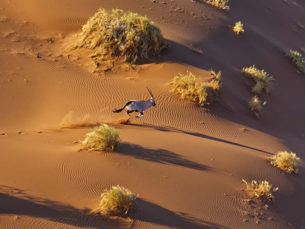 Orix on the Run, photograph by Dave Mann