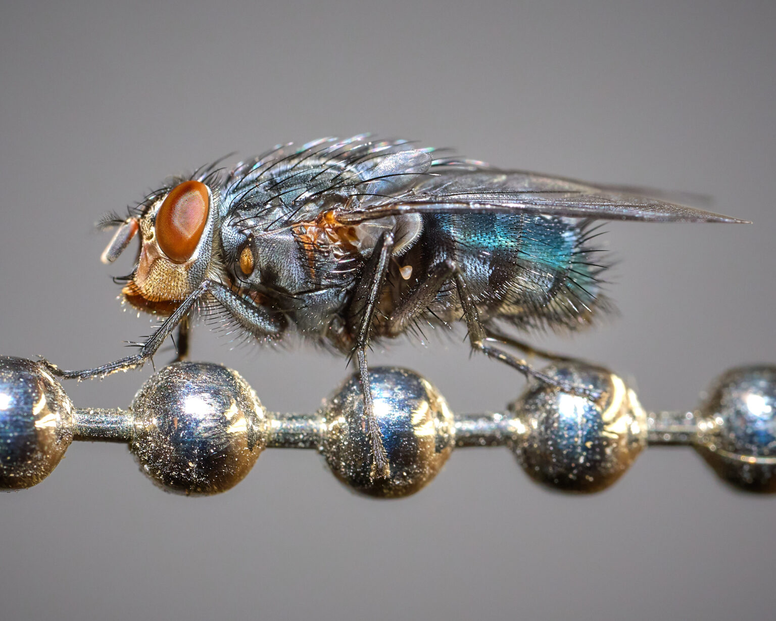 House Fly, photograph by Scott Pilutik
