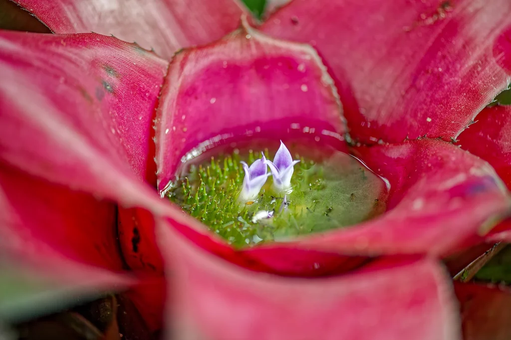 A Flower Garden, photograph by Alan Lucas
