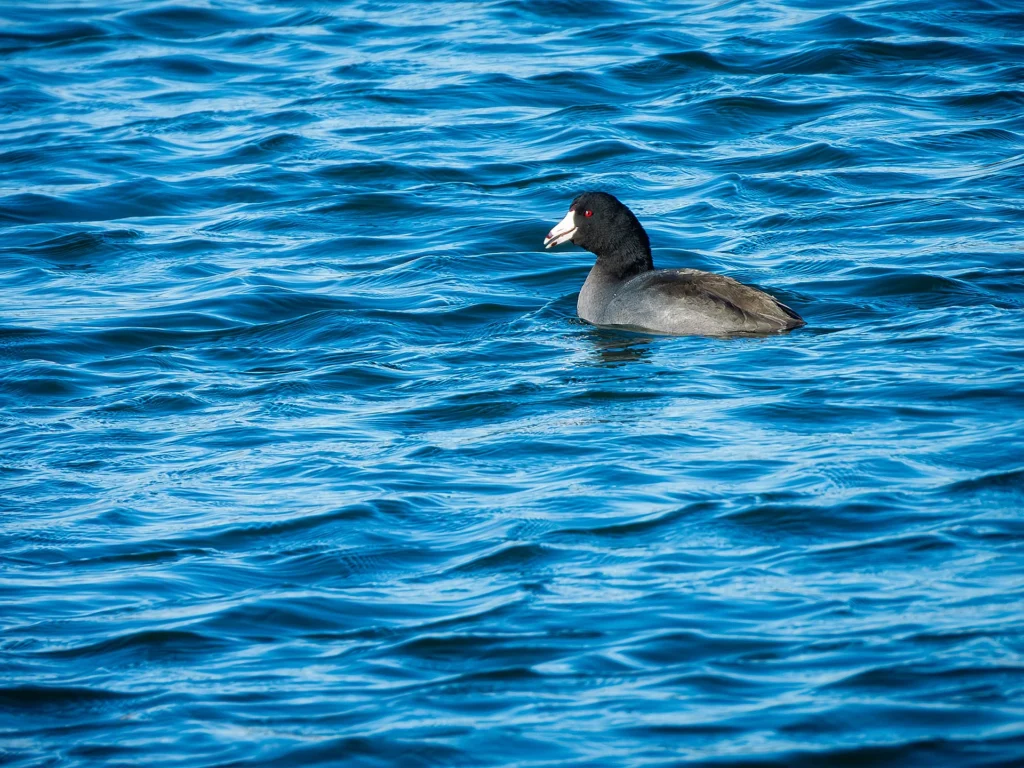 American Coot, photograph by Alan Lucas
