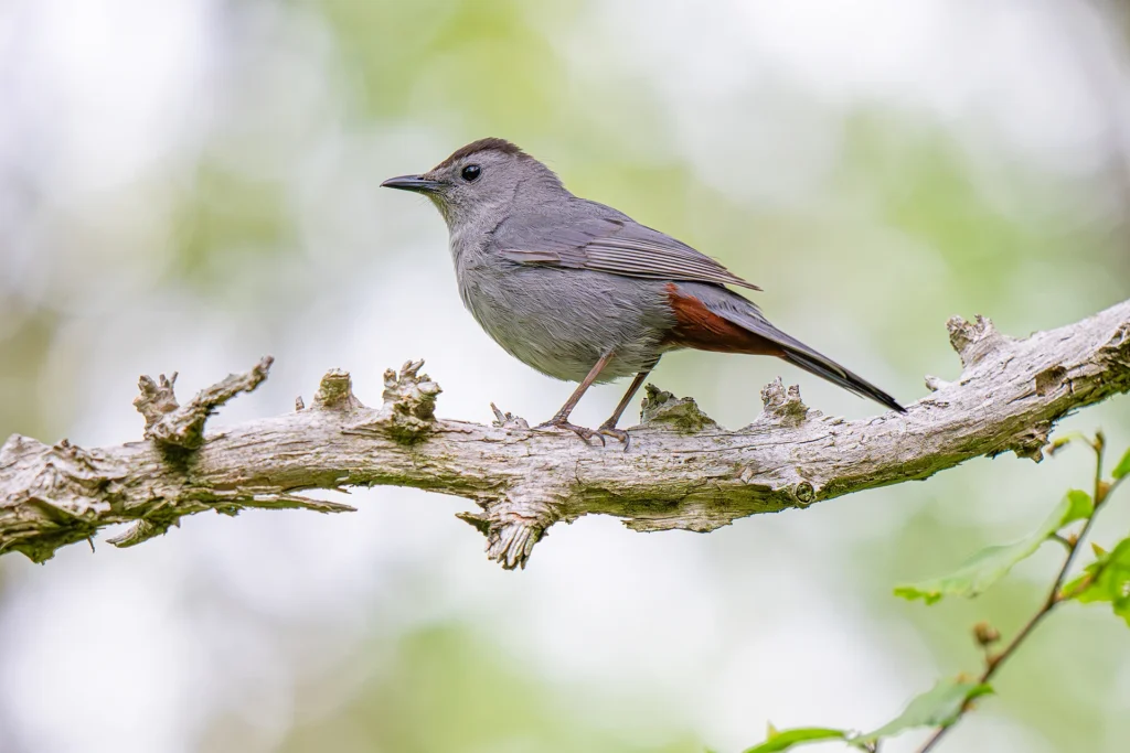 Gray Catbird Portrait, photograph by Alan Lucas