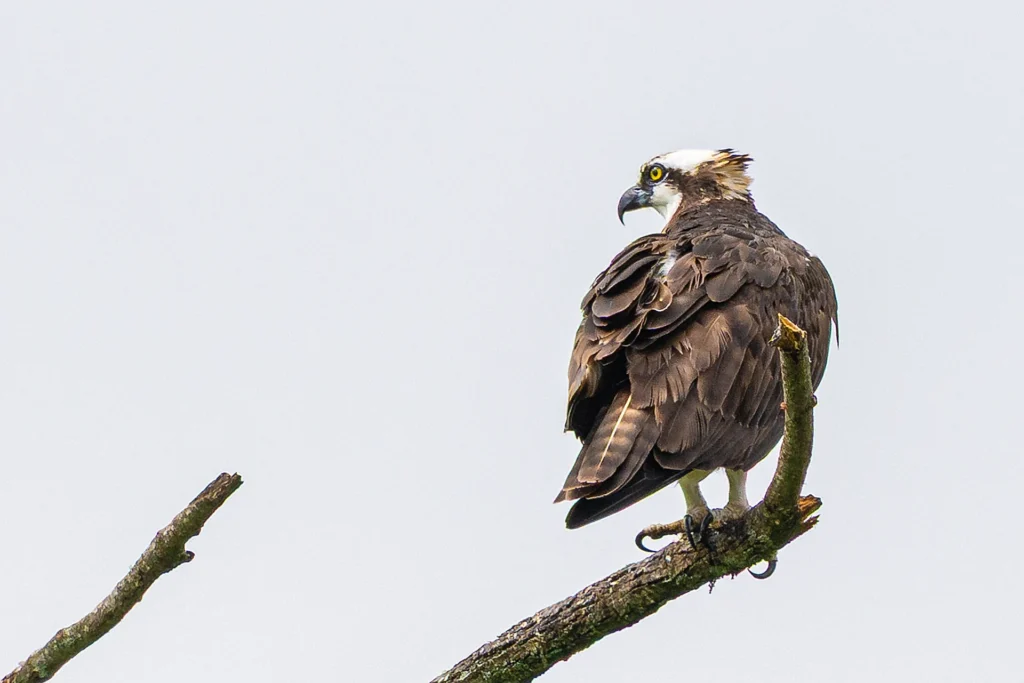 Osprey Lookout, photograph by Alan Lucas