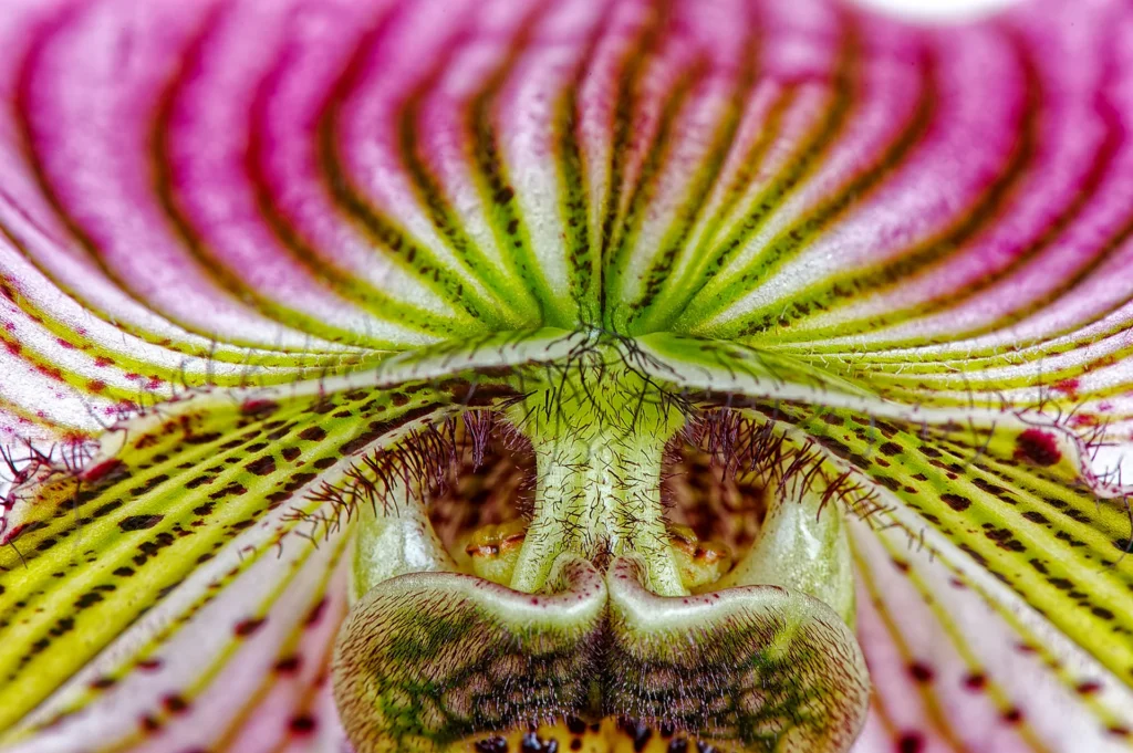 Psycho Orchid, photograph by Alan Lucas