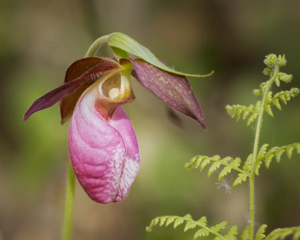 Pink Lady's Slipper Dark, photograph by Alan Murphy
