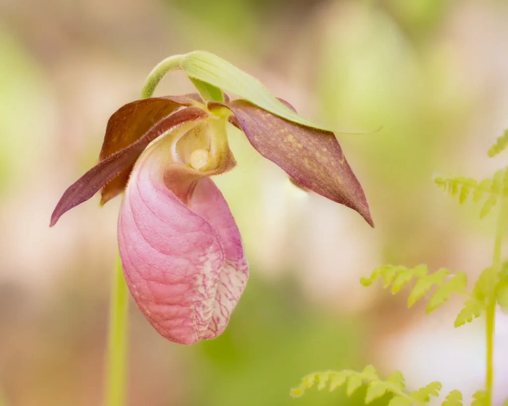 Pink Lady's Slipper Light, photograph by Alan Murphy