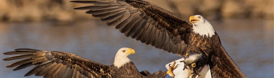 Among the Birds exhibition banner with two bald eagles, Bellefonte Art Museum