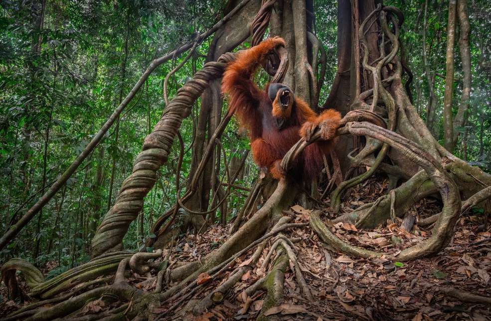 Orangutan sitting among giant buttress roots