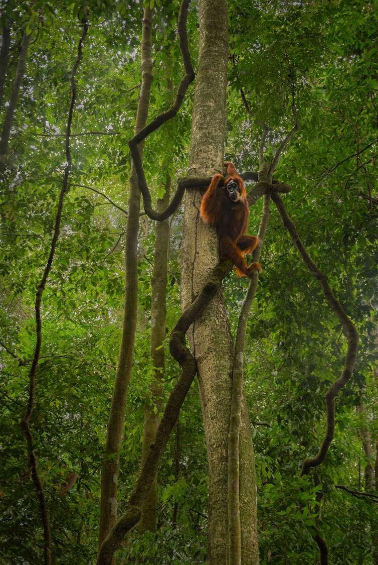 Young orangutan climbing lianas high in the rainforest