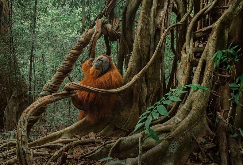 Orangutan resting among the roots of a strangler fig
