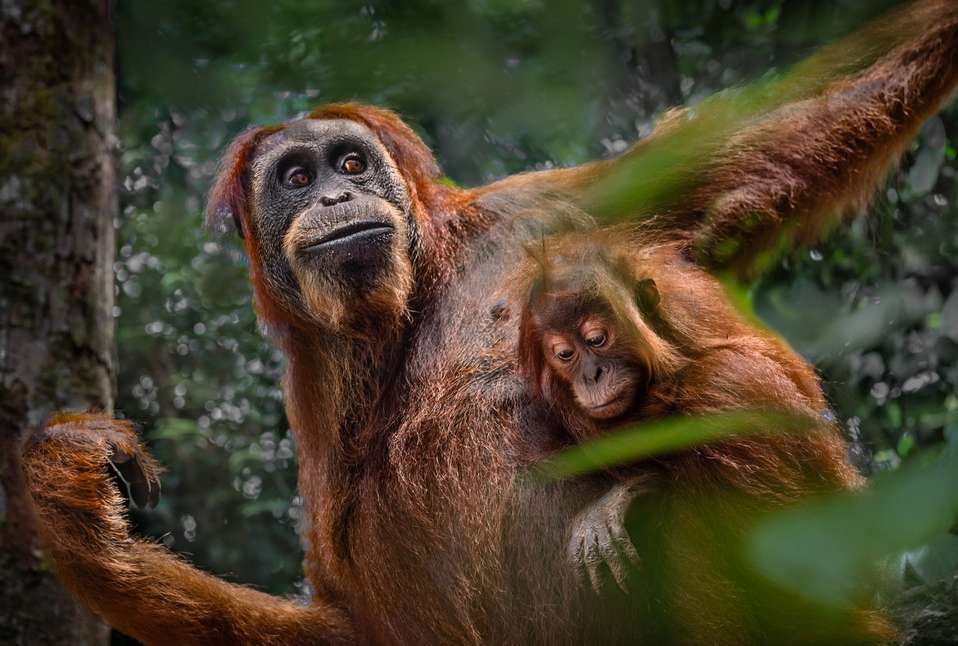Orangutan mother holding her infant in the Sumatran rainforest