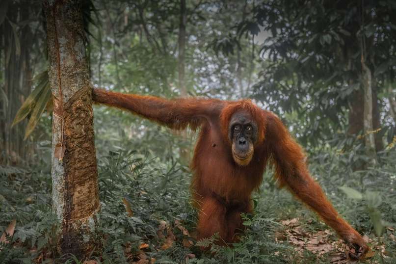 Orangutan walking on the forest floor