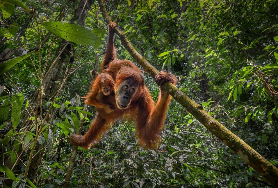 Orangutan mother and infant hanging from a branch