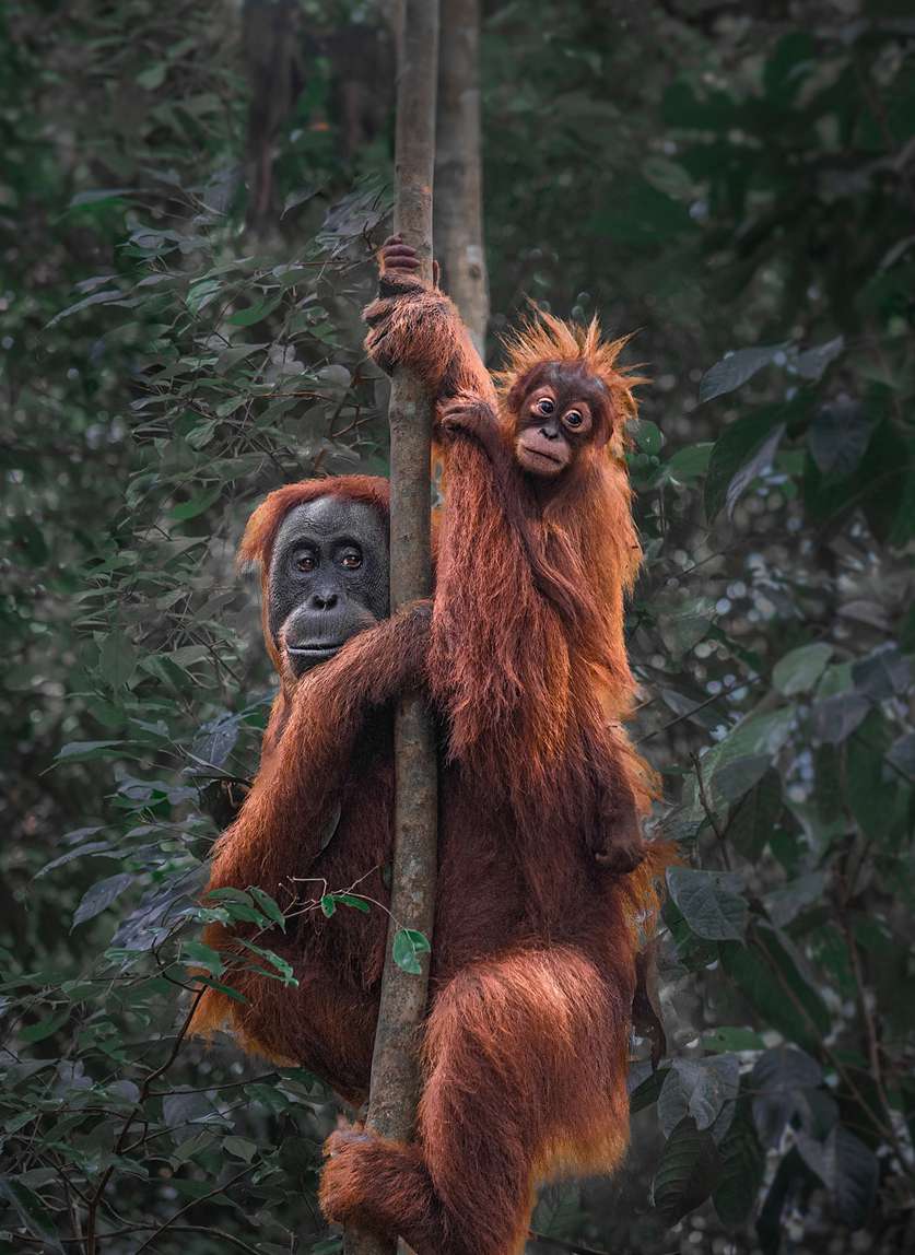 Mother and young orangutan climbing a slender tree trunk