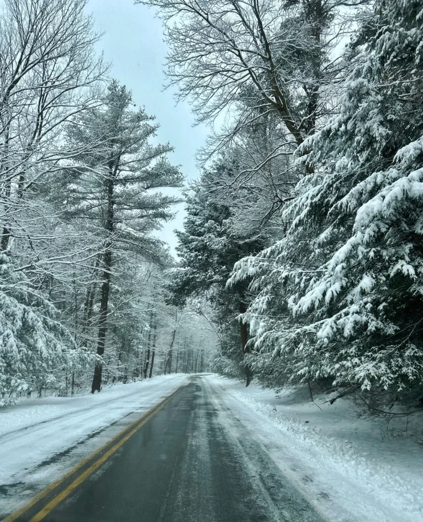 Untitled (Winter Trees), photograph by Angela Stich