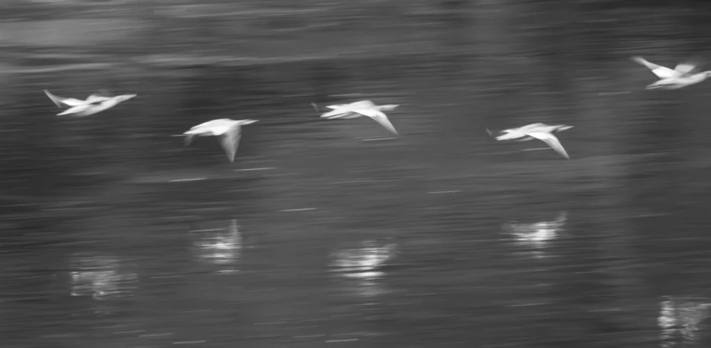 Fluid Motion, photograph by Ann Taylor-Schmidt