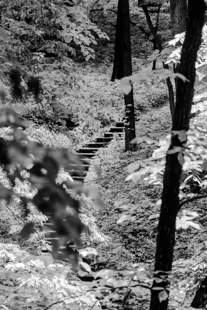 Forest Stairs, photograph by Ann Taylor-Schmidt