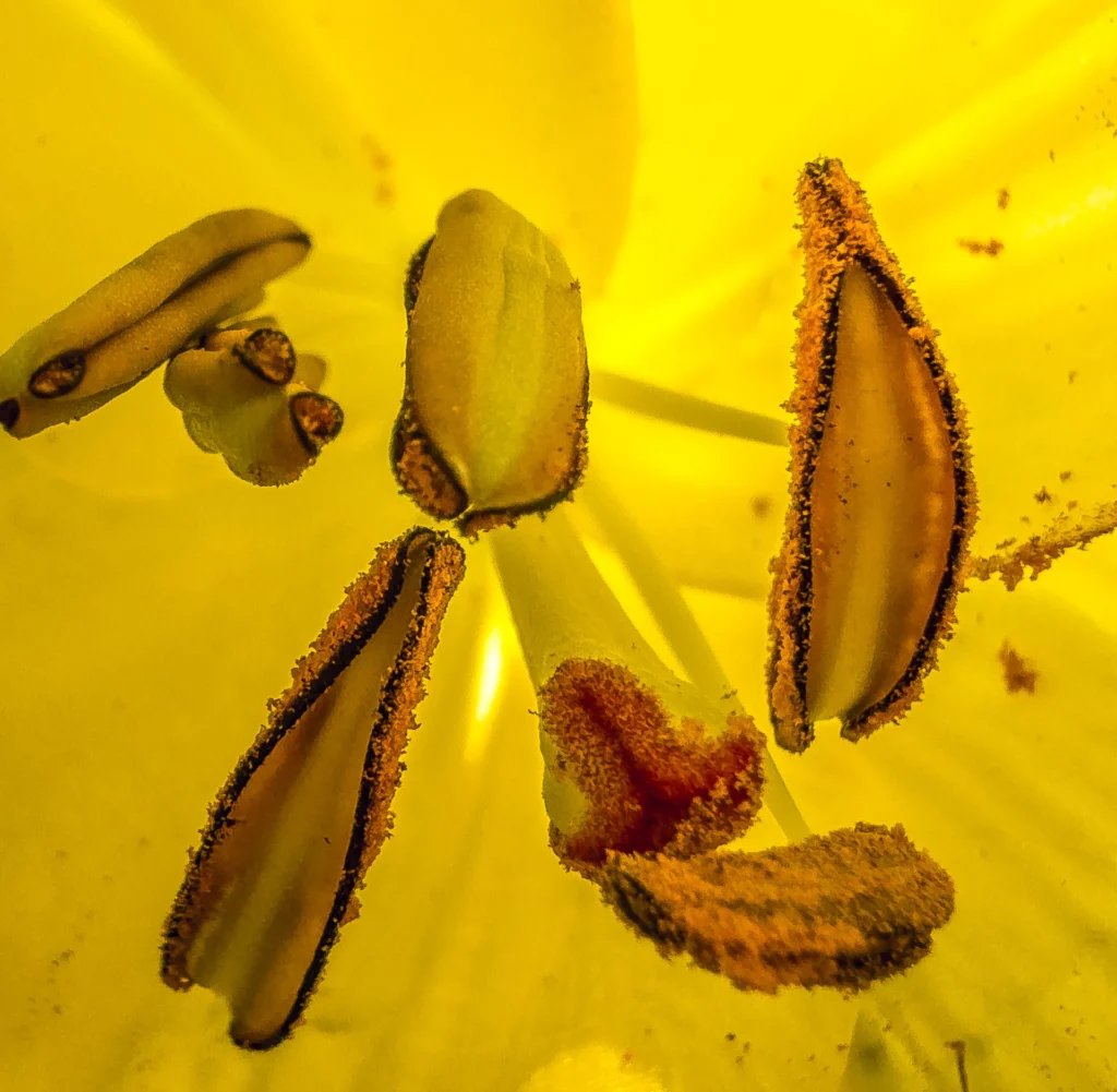 Lily interior 1, photograph by Ann Taylor-Schmidt
