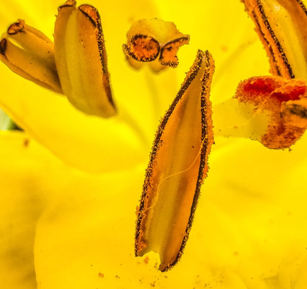 Lily interior 2, photograph by Ann Taylor-Schmidt