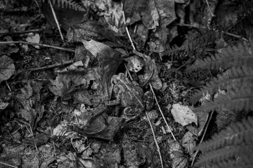 Camouflage, photograph by Anthony Rizzo
